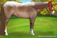 Horse Color:Liver Chestnut Sabino Rabicano 