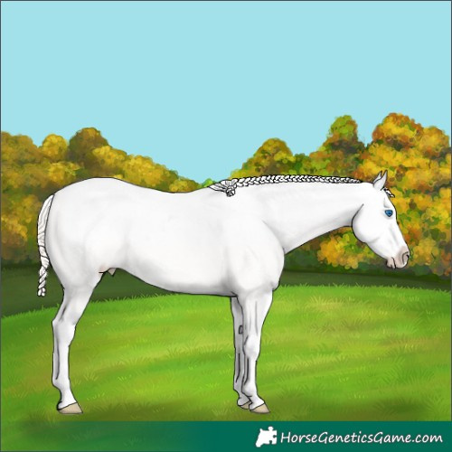 Horse Color:Chocolate Palomino Pearl Dun Sabino Splash Blanket Rabicano 