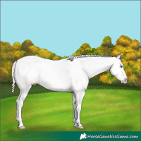 Horse Color:Chocolate Palomino Pearl Dun Sabino Splash Blanket Rabicano 