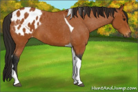 Horse Color:Gray Buckskin Tobiano Appaloosa