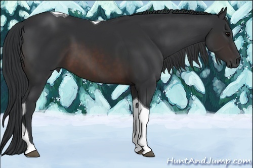 Horse Color:Brown Sabino Tobiano Rabicano