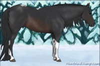 Horse Color:Brown Sabino Tobiano Rabicano 