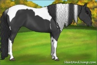 Horse Color:Black Tobiano 