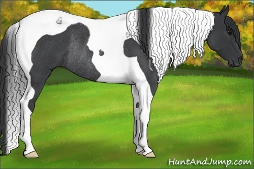 Horse Color:Blue Roan Tobiano Rabicano