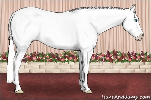 Horse Color:White Spotted Cremello Blanket Rabicano 