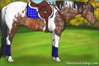 Horse Color:Bay Ice Tobiano Appaloosa 