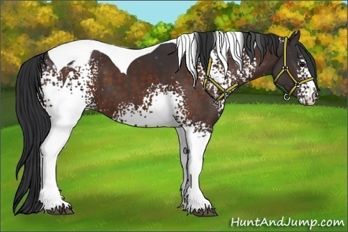 Horse Color:White Spotted Brown Tobiano Appaloosa