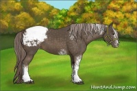 Horse Color:White Spotted Chocolate Palomino Appaloosa