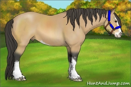 Horse Color:Buckskin Sabino