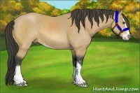 Horse Color:Buckskin Sabino