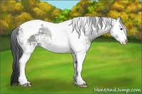 Horse Color:White Spotted Black Tobiano 
