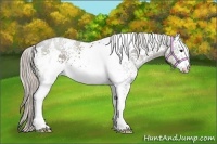 Horse Color:White Spotted Silver Black Rabicano