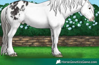 Horse Color:Liver Chestnut Splash Appaloosa 