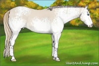 Horse Color:White Spotted Smoky Creme 