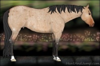 Horse Color:Bay Roan Dun 