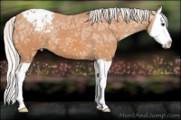 Horse Color:Silver Bay Ice Splash Appaloosa