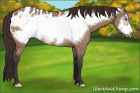 Horse Color:Brown Roan Dun Frame Appaloosa