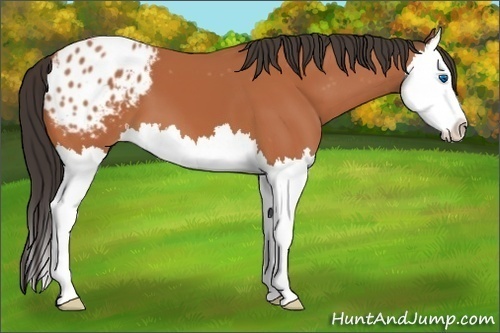 Horse Color:Bay Splash Appaloosa