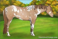 Horse Color:White Spotted Brown Pearl Rabicano