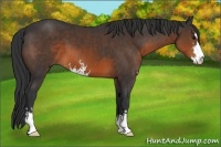 Horse Color:Brown Sabino