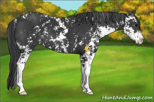 Horse Color:Black Sabino 