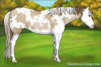 Horse Color:White Spotted Grullo Pearl Splash Rabicano 