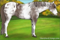 Horse Color:White Spotted Liver Chestnut Appaloosa 