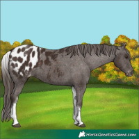 Horse Color:White Spotted Liver Chestnut Blanket 
