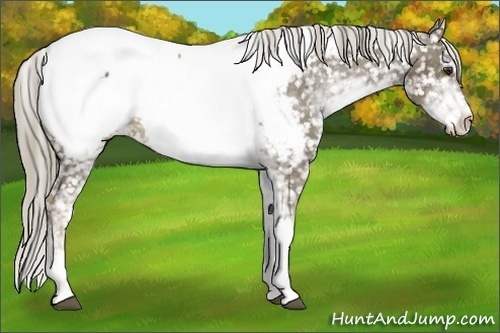 Horse Color:Chocolate Palomino Sabino Appaloosa 