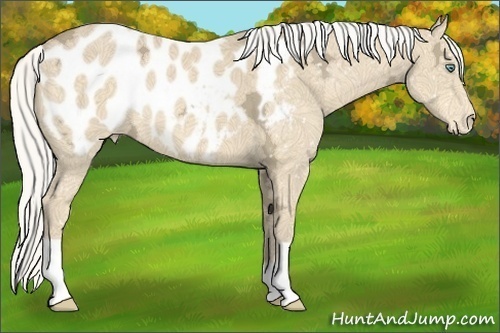 Horse Color:Silver Perlino Ice Appaloosa 