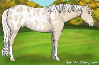 Horse Color:Silver Perlino Ice Appaloosa