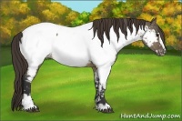 Horse Color:Buckskin Dun Sabino Appaloosa 