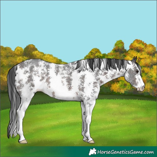 Horse Color:Brown Sabino 