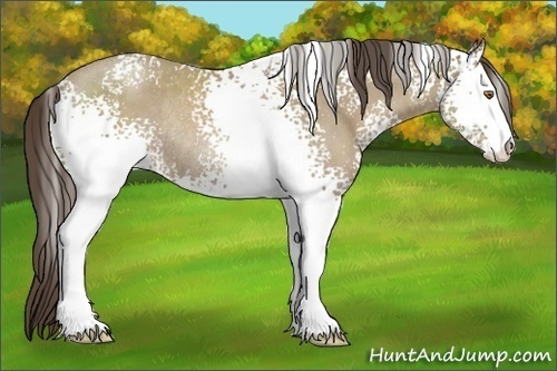 Horse Color:White Spotted Classic Cream Champagne Sabino Rabicano