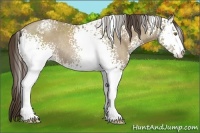 Horse Color:White Spotted Classic Cream Champagne Sabino Rabicano