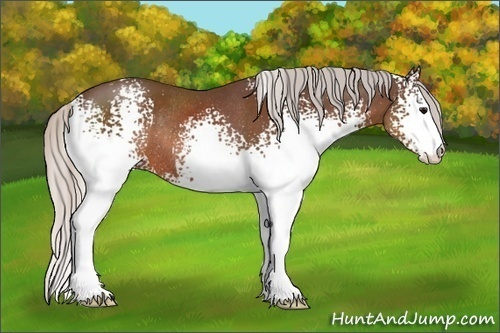 Horse Color:White Spotted Silver Brown Sabino Rabicano