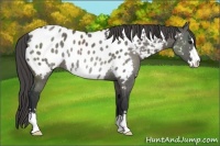 Horse Color:Grullo Sabino Near Leopard Rabicano 