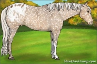 Horse Color:Silver Buckskin Ice Snowflake Varnish Rabicano 
