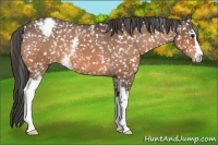 Horse Color:White Spotted Bay Sabino Appaloosa 