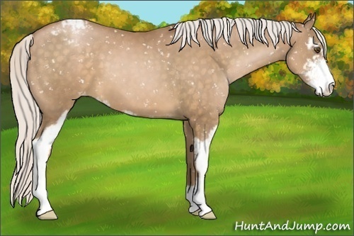 Horse Color:Silver Bay Pearl Sabino Appaloosa