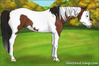 Horse Color:Gray Bay Roan Splash Tobiano