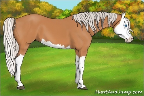 Horse Color:Silver Bay Splash 