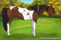 Horse Color:Gray Bay Tobiano 