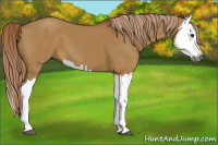 Horse Color:Gray Red Dun Splash
