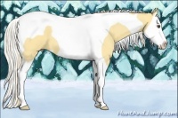 Horse Color:Palomino Dun Splash Tobiano