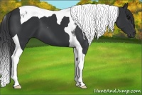 Horse Color:Black Tobiano 