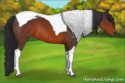 Horse Color:Brown Tobiano 