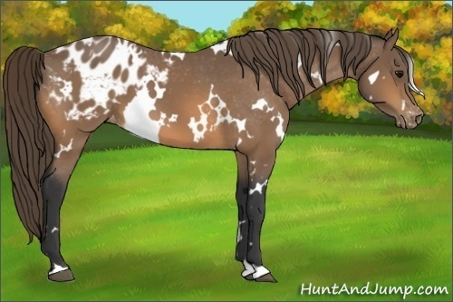 Horse Color:White Spotted Buckskin Appaloosa