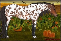 Horse Color:Bay Near Leopard Rabicano