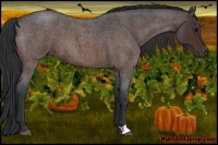 Horse Color:Brown Roan 